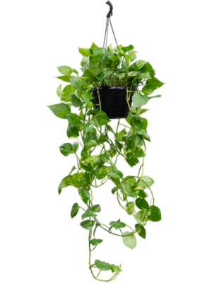 Scindapsus (Epipremnum) 'Aureum'