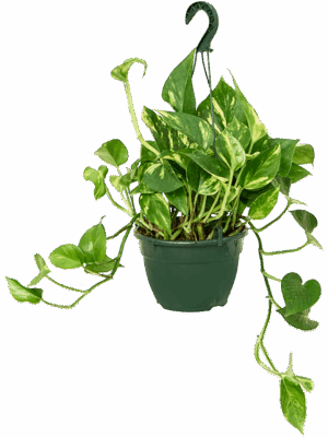Scindapsus (Epipremnum) 'Aureum'