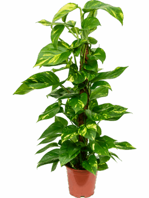 Scindapsus (Epipremnum) 'Aureum'