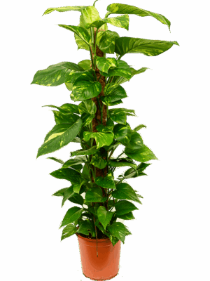 Scindapsus (Epipremnum) 'Aureum'