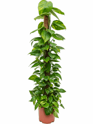 Scindapsus (Epipremnum) 'Aureum'