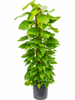 Scindapsus (Epipremnum) 'Aureum'