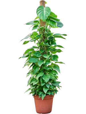 Scindapsus (Epipremnum) 'Aureum'