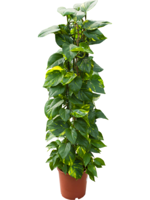 Scindapsus (Epipremnum) 'Aureum'