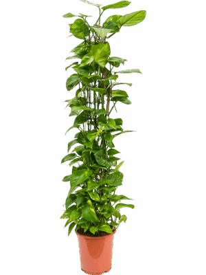Scindapsus (Epipremnum) 'Aureum'