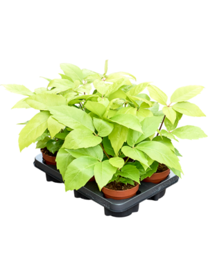 Schefflera actinophylla 'Golden Amate' 6/tray