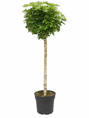 Schefflera arboricola 'Gold Capella'