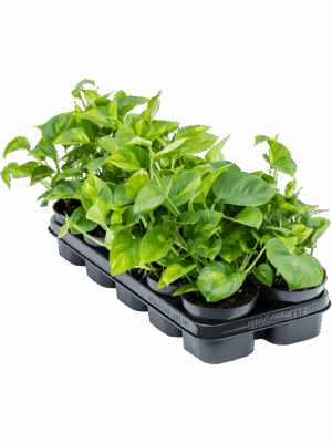Scindapsus (Epipremnum) 'Global Green' 10/tray