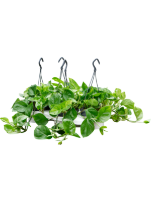Scindapsus (Epipremnum) 'Global Green' 4/tray