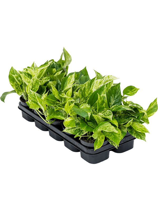 Scindapsus (Epipremnum) 'Marble Queen' 10/tray