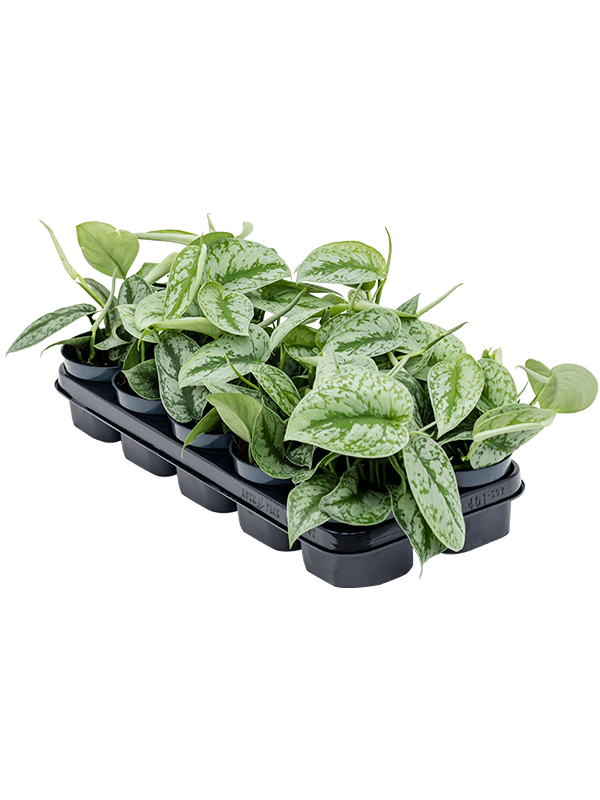 Scindapsus pictus 'Trebie' 10/tray