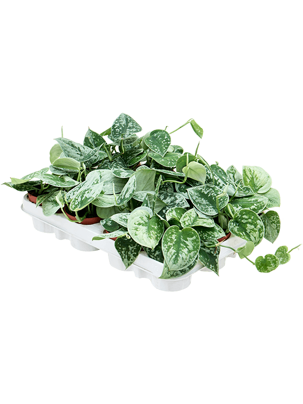 Scindapsus pictus 'Silvery Ann' 12/tray