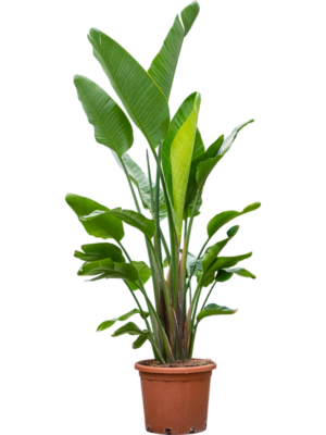 Strelitzia nicolai (200-250)