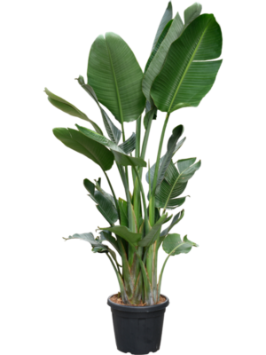 Strelitzia nicolai (220-260cm)