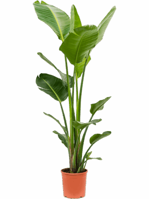 Strelitzia nicolai