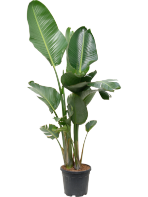Strelitzia nicolai (160-190)