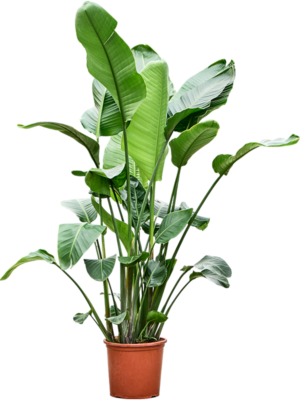 Strelitzia nicolai
