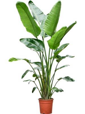 Strelitzia nicolai