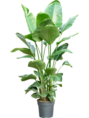 Strelitzia nicolai