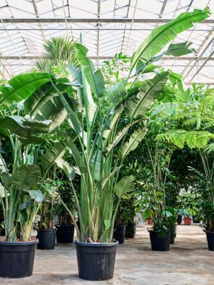 Strelitzia nicolai
