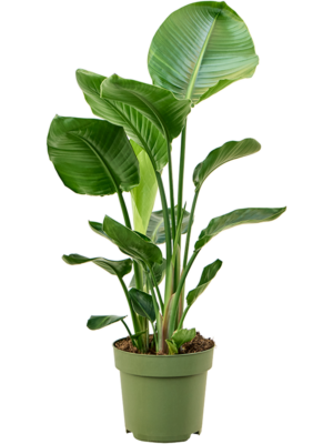 Strelitzia nicolai