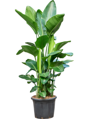 Strelitzia nicolai