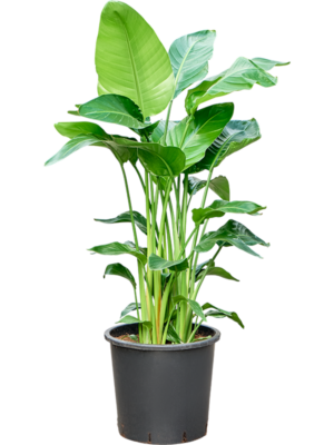 Strelitzia nicolai (140-150)