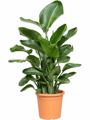 Strelitzia nicolai