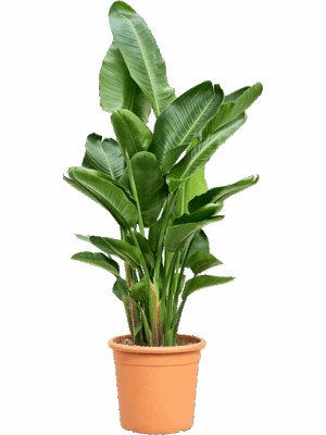 Strelitzia nicolai (160-180)