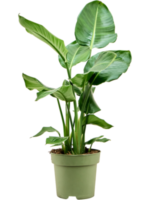 Strelitzia nicolai