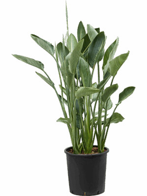 Strelitzia reginae