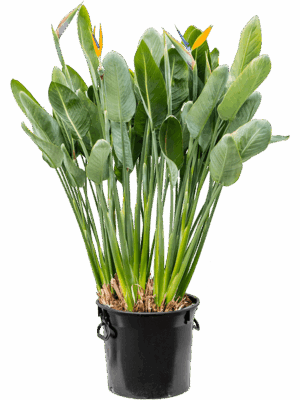 Strelitzia reginae