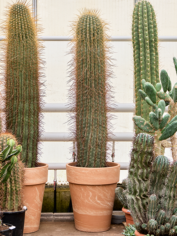 Trichocereus pasacana