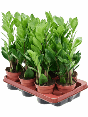 Zamioculcas zamiifolia 9/tray
