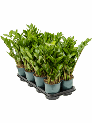 Zamioculcas zamiifolia 8/tray