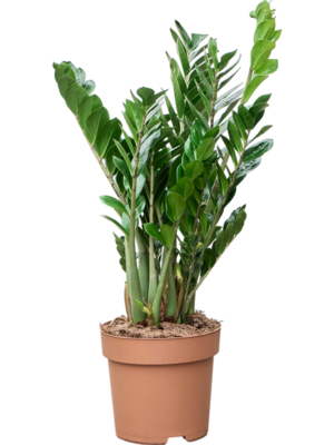Zamioculcas zamiifolia