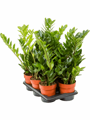 Zamioculcas zamiifolia 6/tray