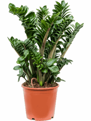 Zamioculcas zamiifolia 'Zenzi'