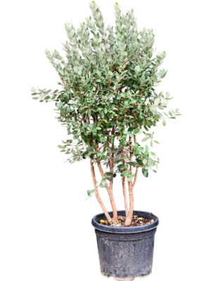 Acca sellowiana