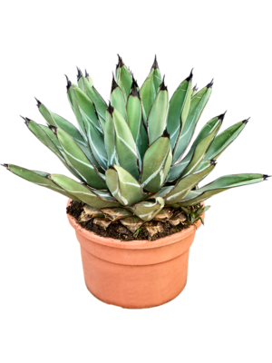 Agave ferdinandi 'Regis'