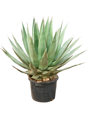 Agave triangularis (100-120)