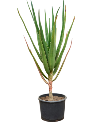 Aloe bainesii (barberae)