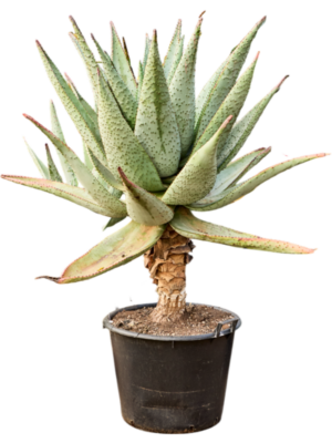 Aloe marlothii