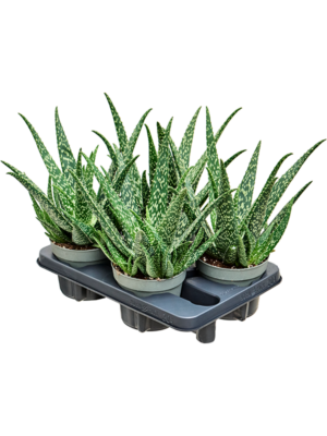 Aloe Tropical 4/tray