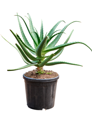 Aloe red safari (70-100)
