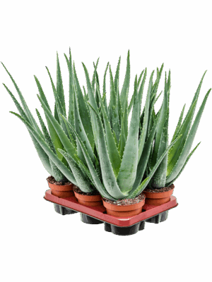 Aloe vera barbadensis 6/tray