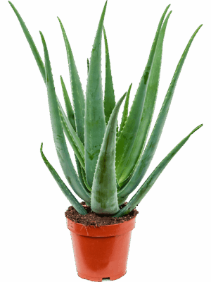 Aloe vera barbadensis