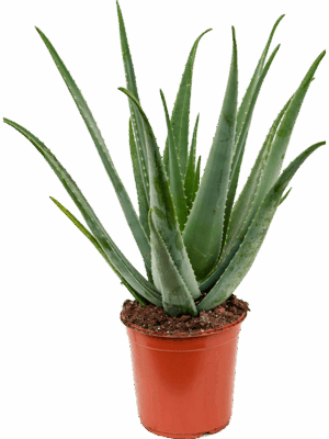 Aloe vera barbadensis