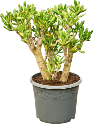 Crassula ovata 'Gollum'