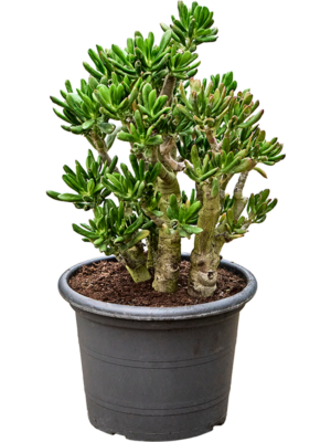 Crassula ovata 'Gollum'